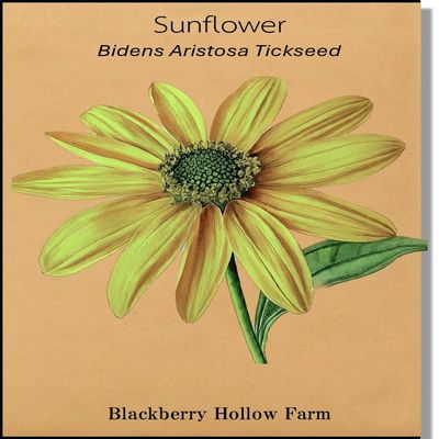 200+ Bidens Aristosa Tickseed Sunflower Seeds | Bright Yellow Blooms, Easy to Grow | Non-GMO, Pollinator-Friendly, Ideal for Naturalized Gardens