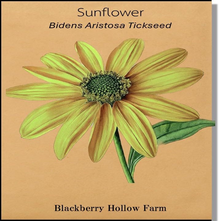 200+ Bidens Aristosa Tickseed Sunflower Seeds | Bright Yellow Blooms, Easy to Grow | Non-GMO, Pollinator-Friendly, Ideal for Naturalized Gardens