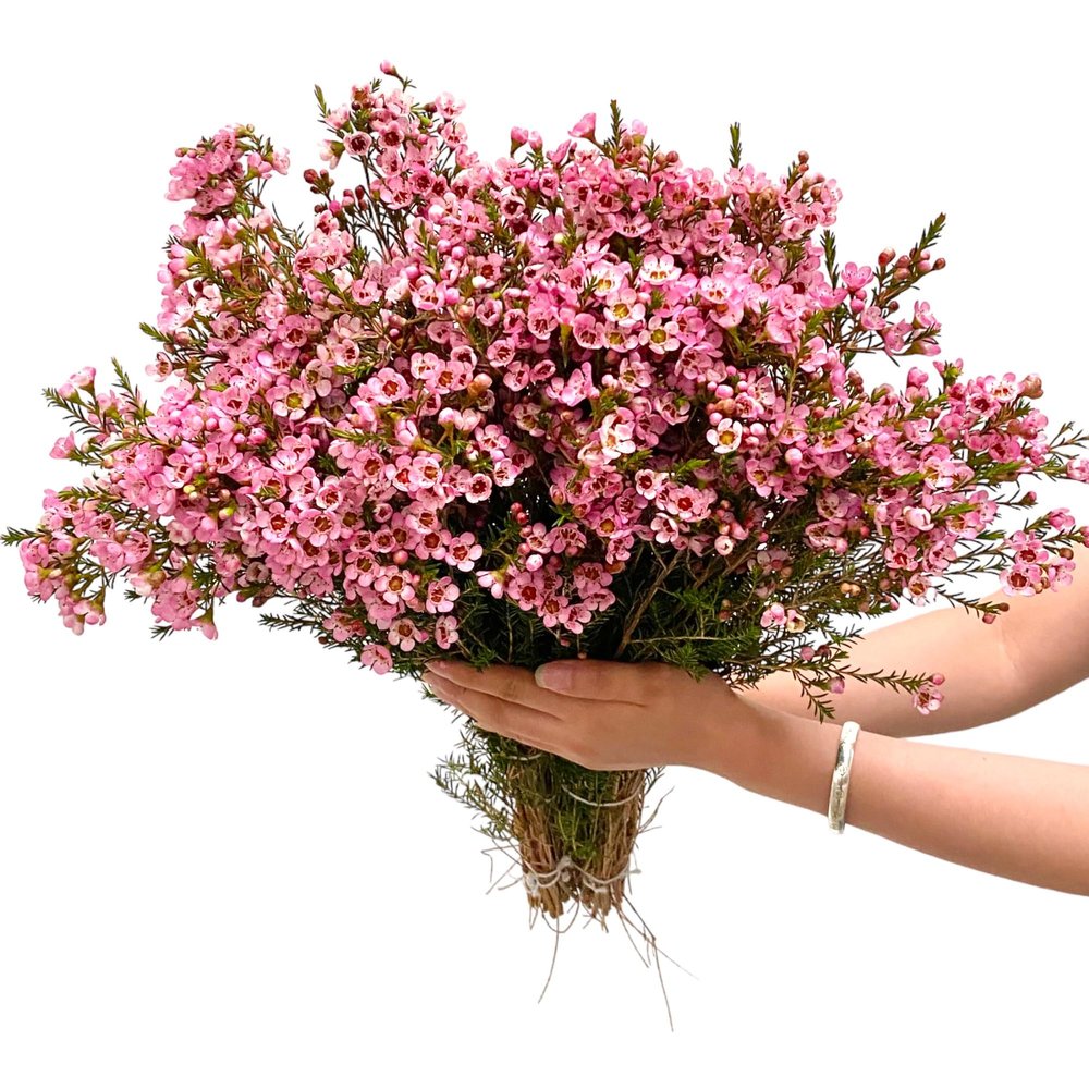 15 Pink Wax flower Fresh Cut Flowers Good flowering period Long flowering period Next day delivery Fresh Delivery Birthday Gift