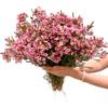 15 Pink Wax flower Fresh Cut Flowers Good flowering period Long flowering period Next day delivery Fresh Delivery Birthday Gift view 1