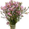 15 Pink Wax flower Fresh Cut Flowers Good flowering period Long flowering period Next day delivery Fresh Delivery Birthday Gift view 3