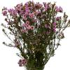 15 Pink Wax flower Fresh Cut Flowers Good flowering period Long flowering period Next day delivery Fresh Delivery Birthday Gift view 4