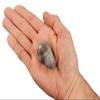 Kidz Rocks Cats Eye Agate 1 3/4" Tumbled Polished Rock Mineral Specimen view 3