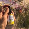 Wedderspoon Propolis and Manuka Honey Throat Spray, Lemon & Ginger, 1 Fl Oz (Pack of 1), Sore Throat Relief, Natural Immune Support view 4