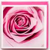 Sunshine Expressions Blooming Roses High-End Photographic Heavy Smooth Note Cards 24 w/26 Colored Envelopes, Boxed Set (4.25"x 5.50") Blank Inside - Made in USA view 3