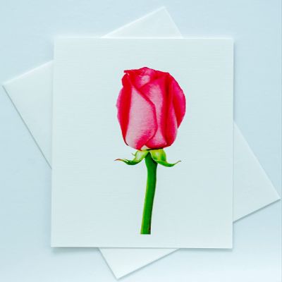 Sunshine Expressions Blooming Roses Photographic Heavy Linen Note Cards 24 w/26 Matching Envelopes, Boxed Set (4.25"x 5.50") Blank Inside - Made in USA