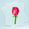 Sunshine Expressions Blooming Roses Photographic Heavy Linen Note Cards 24 w/26 Matching Envelopes, Boxed Set (4.25"x 5.50") Blank Inside - Made in USA view 1