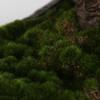 Artificial Bonsai Tree Simulation Bonsai Cliff Cypress Welcoming Pine Green Plant Bonsai Home Living Room Office Desktop Porch Decoration Office Decoration Bonsai view 3