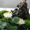 Artificial Bonsai Tree Simulation Bonsai Moss Simulation Flower Small Landscape Landscape Microscopic Tea Room Tea Table Desktop Decoration Office Decoration Bonsai view 4
