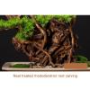 Artificial Bonsai Tree Chinese-style Simulation Welcome Pine Bonsai Porch Cypress Pine Tree Ornaments Living Room Decoration Fake Tree High Arhat Pine Potted Plant For Decoration, Desktop Display Arti view 4