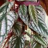 Rex Begonia Vine - 4 Live Starter Plants in 2 Inch Pots - Cissus Discolor - Extremely Rare and Beautiful Vining Indoor Houseplant - Air Purifying view 3