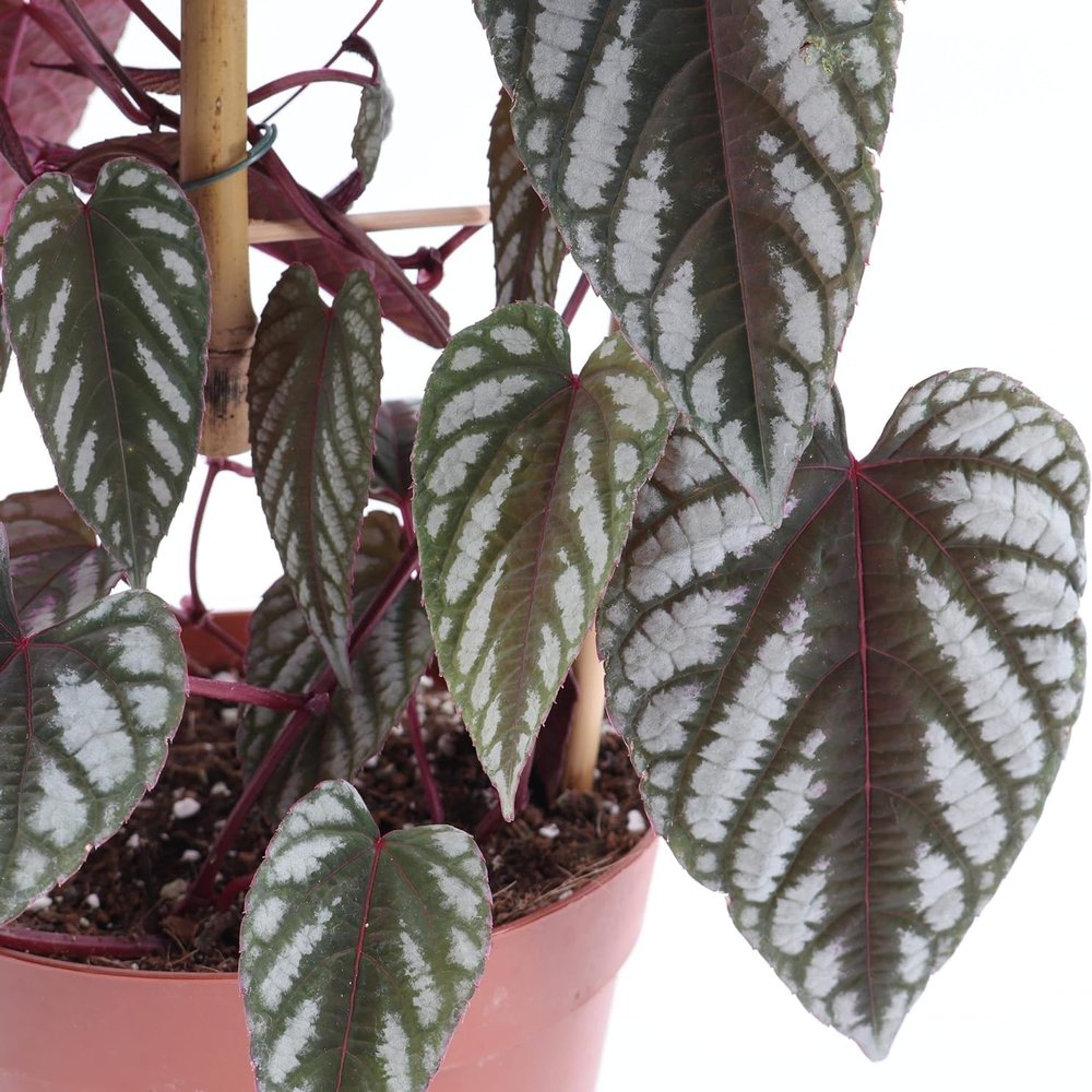 Rex Begonia Vine - 2 Live Starter Plants in 2 Inch Pots - Cissus Discolor - Extremely Rare and Beautiful Vining Indoor Houseplant - Air Purifying