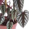 Rex Begonia Vine - 2 Live Starter Plants in 2 Inch Pots - Cissus Discolor - Extremely Rare and Beautiful Vining Indoor Houseplant - Air Purifying view 1