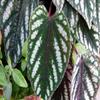 Rex Begonia Vine - 2 Live Starter Plants in 2 Inch Pots - Cissus Discolor - Extremely Rare and Beautiful Vining Indoor Houseplant - Air Purifying view 2