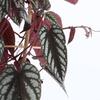 Rex Begonia Vine - 2 Live Starter Plants in 2 Inch Pots - Cissus Discolor - Extremely Rare and Beautiful Vining Indoor Houseplant - Air Purifying view 4