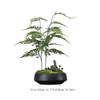 Artificial Bonsai Tree Indoor Chinese-Style Simulation Bamboo Plant Bonsai Micro-Landscape Landscaping Study Tea Room Decoration Ornaments Office Decoration Bonsai view 2