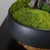 Artificial Bonsai Tree Indoor Chinese-Style Simulation Bamboo Plant Bonsai Micro-Landscape Landscaping Study Tea Room Decoration Ornaments Office Decoration Bonsai view 3