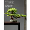 Artificial Bonsai Tree Simulation Pine Bonsai Artificial Bonsai Greening Ceramic Pot Suitable for Indoor and Outdoor Desktop Decoration Ornaments Office Decoration Bonsai view 2