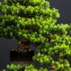 AMONG Artificial Bonsai Tree Artificial Pine Bonsai Simulation Green Plant Bonsai Indoor and Outdoor Greening Ceramic Pot Living Room Office Decoration Office Decoration Bonsai view 4