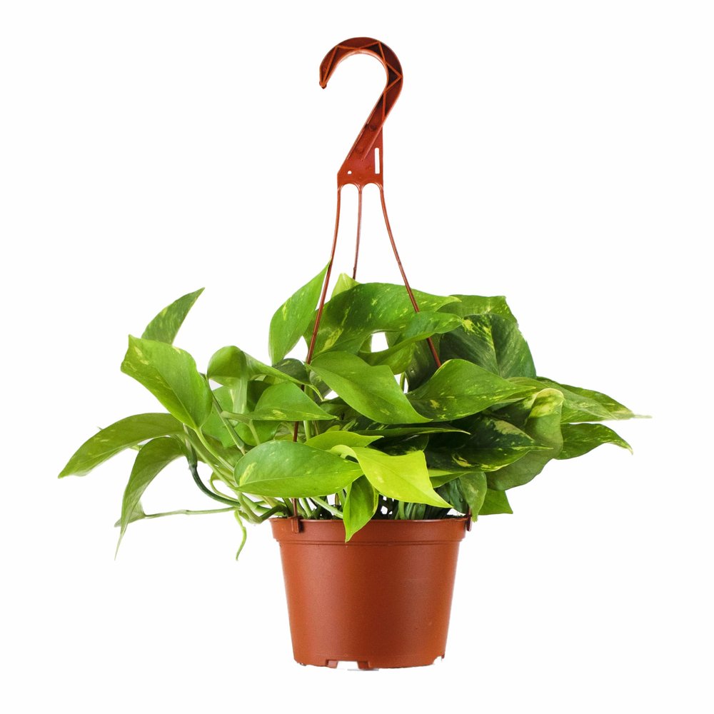 Shop Succulents Pothos Hanging Plant, Live Indoor Plant, Easy Care Hanging Ivy Houseplant in Nursery Pot, Air Purifying Plant in Soil, Housewarming, Home Dcor, Trails 2-4 Feet