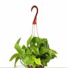 Shop Succulents Pothos Hanging Plant, Live Indoor Plant, Easy Care Hanging Ivy Houseplant in Nursery Pot, Air Purifying Plant in Soil, Housewarming, Home Dcor, Trails 2-4 Feet view 2
