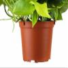 Shop Succulents Pothos Hanging Plant, Live Indoor Plant, Easy Care Hanging Ivy Houseplant in Nursery Pot, Air Purifying Plant in Soil, Housewarming, Home Dcor, Trails 2-4 Feet view 3