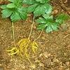 Calaherb Goldenseal Root Powder 50 g / 1.76 oz view 4