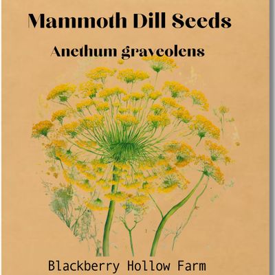 100+ Mammoth Dill Seeds | Aromatic Herb, Ideal for Pickling & Cooking | Heirloom, Non-GMO, Easy to Grow | High Germination Rate