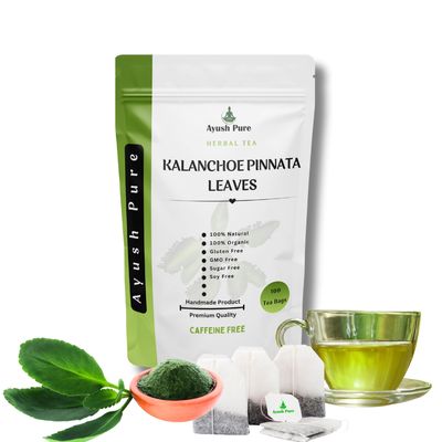 100 Tea Bag Kalanchoe Pinnata Powder Healthy Pure Leaves Powder Tea Bag Grade A