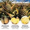 250G Dried Pineapple No Sugar Added Chips - Dehydrated Pine-apples Flowers Cocktail Garnish - Edible Pia Slices Dry Fruit Freeze Natural Dehydrated Fruit for Cake/Drink/Baking view 2