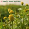 Buzz Buttons Edible Flowers for Cocktails | Grown in USA | Szechuan Button view 3