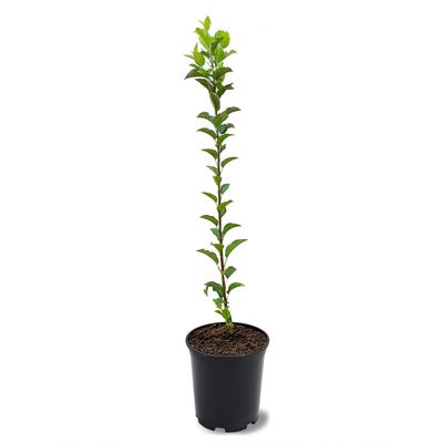 Fuji Apple Tree, Large Sweet Apples, Late-Season, Deciduous, Long Refrigerated Life, 1 gal Nursery Pot, 2-3 ft. Tree Height (Due to Agricultural Laws, we Cannot Ship to CA, AZ, AK, or HI)