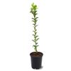 Fuji Apple Tree, Large Sweet Apples, Late-Season, Deciduous, Long Refrigerated Life, 1 gal Nursery Pot, 2-3 ft. Tree Height (Due to Agricultural Laws, we Cannot Ship to CA, AZ, AK, or HI) view 1