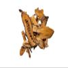 Plum Dragon Hu Zhang - Japanese Knotweed - Polygonum Cuspidatum- 1lb view 1