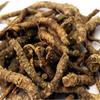 AYURVEM HERBS Kutki 100Grm - Picroriza Kurroa - Hellabore - Katukarogani Root - Kadu - Katuka -  - , Dark Brown view 1
