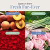 Air Esscentials Fresh Fur-Ever Aroma Oil - Pet-Preferred Pure Essential Oil for Scent Machines & Cold-Air Diffusers | Juicy Peach & Lemongrass | Floral Harmony | Soothing Sandalwood Finish | 300mL view 3
