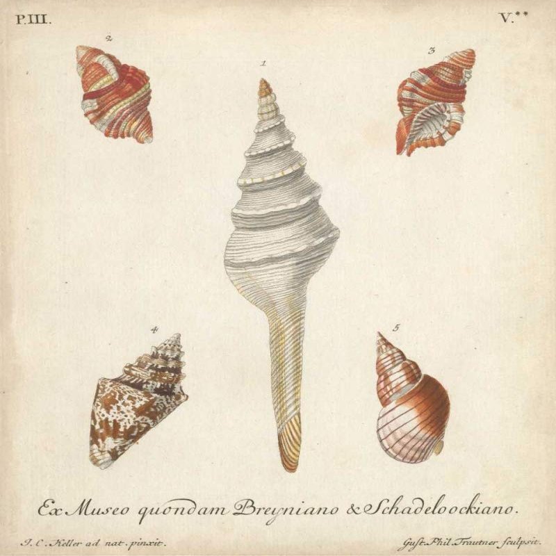 Antique Knorr Shells IX Poster Print - Knorr (24 x 36)