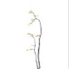 Bonsai Tree 01 Poster Print - Amini54 (24 x 36) view 1