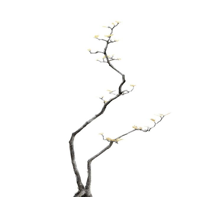 Bonsai Tree 03 Poster Print - Amini54 (24 x 36)