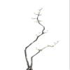 Bonsai Tree 03 Poster Print - Amini54 (24 x 36) view 1