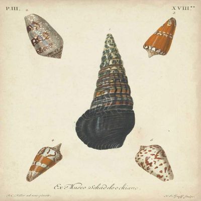 Antique Knorr Shells VIII Poster Print - Knorr (18 x 24)