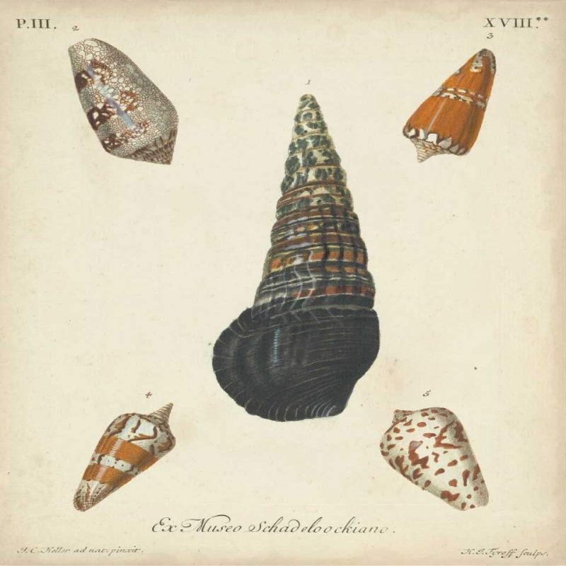 Antique Knorr Shells VIII Poster Print - Knorr (18 x 24)