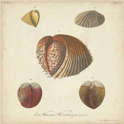 Antique Knorr Shells II Poster Print - Knorr (18 x 24)