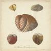 Antique Knorr Shells II Poster Print - Knorr (18 x 24) view 1
