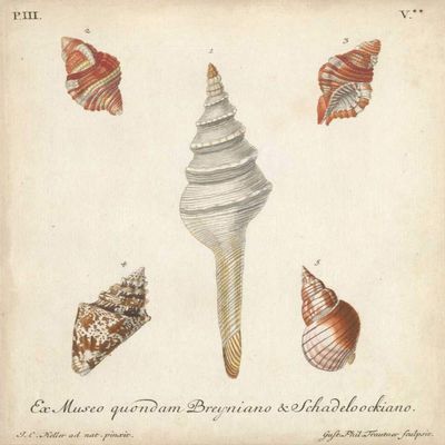 Antique Knorr Shells IX Poster Print - Knorr (18 x 24)