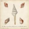 Antique Knorr Shells IX Poster Print - Knorr (18 x 24) view 1