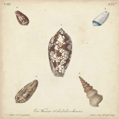 Antique Knorr Shells VII Poster Print - Knorr (18 x 24)