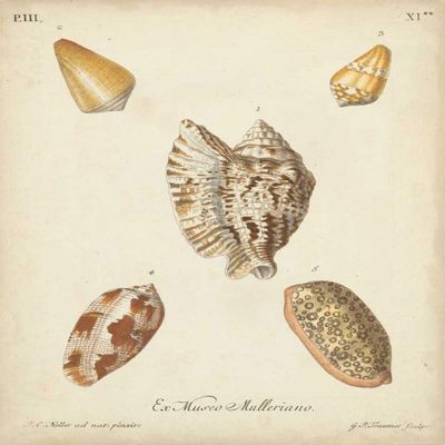 Antique Knorr Shells III Poster Print - Knorr (18 x 24)