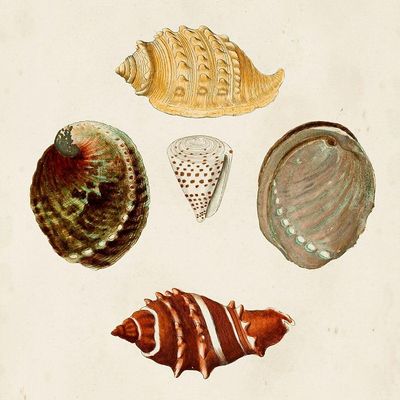Knorr Shells IV Poster Print - G.W. Knorr (18 x 24)