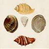 Knorr Shells IV Poster Print - G.W. Knorr (18 x 24) view 1
